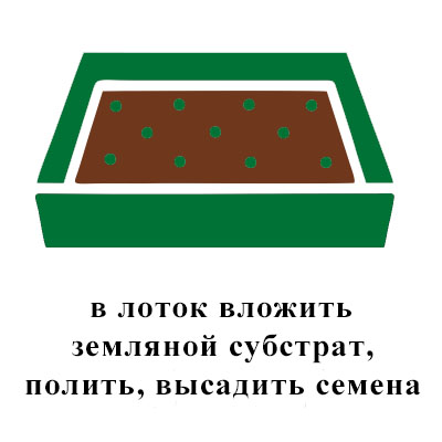 земля, полить, высадить семена (2).jpg