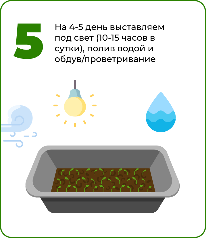 5. на 4-5 день кинза.png
