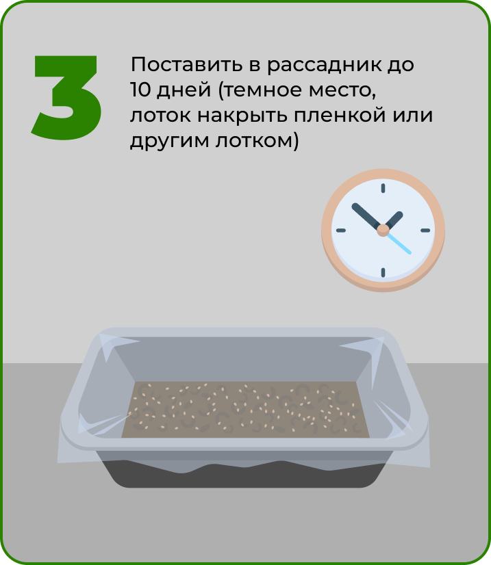 Поставить в темное место морковь.png